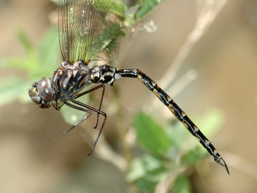 Male
2006_03_15_Lowndes
